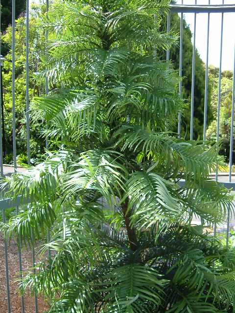 Wollemia Nobilis Pine Kiefer