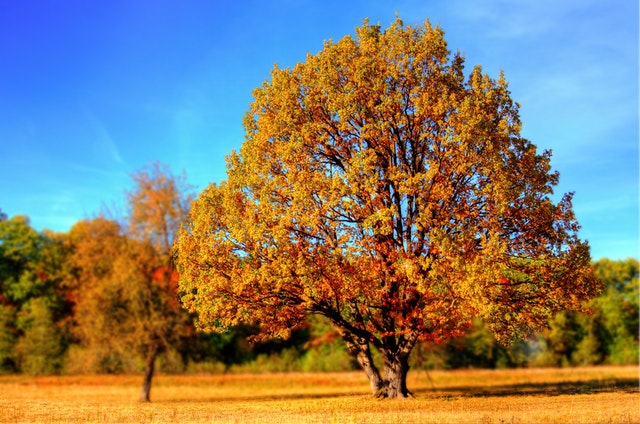 Autumn Tree