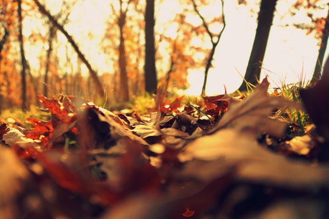 Autumn Leaves