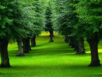 Beautiful Trees