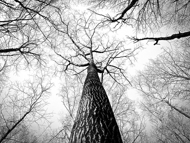 Tree Branches