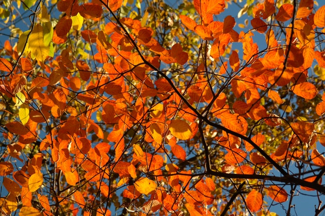 Fall Leaves