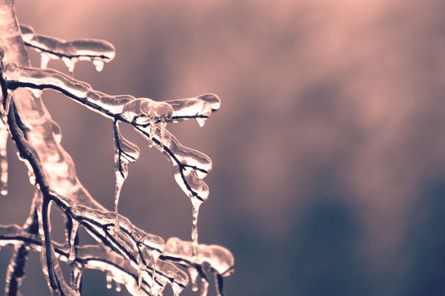 Ice on the Tree