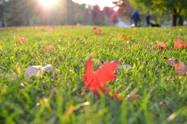 Leaves Falling