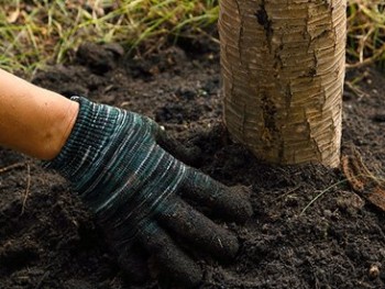 Planting Tree